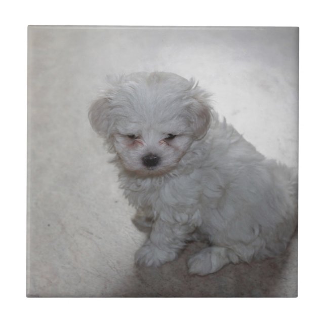 Maltese Puppy (9 Months Old) Tile (Front)