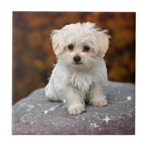 Maltese Puppy...adorable Tile