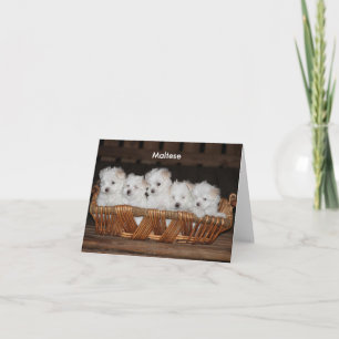 Maltese, Puppy, Basket, Customizable Note Holiday Card