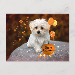 Maltese Puppy Celebrates Halloween Postcard