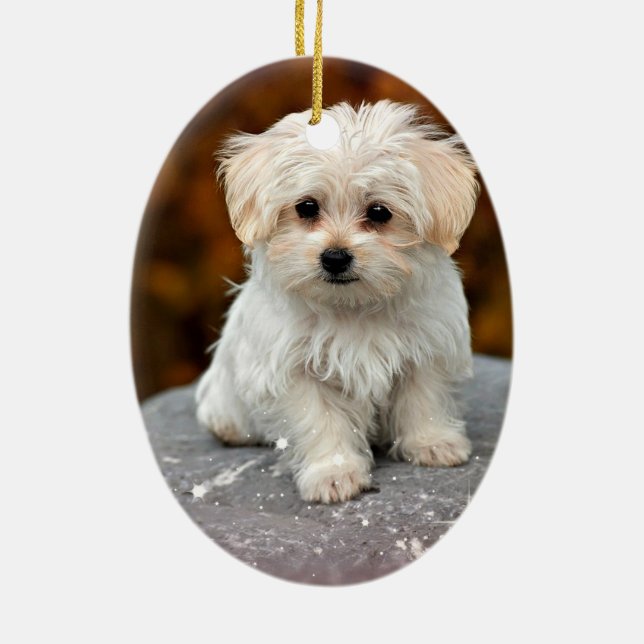 Maltese Puppy Ceramic Ornament (Back)