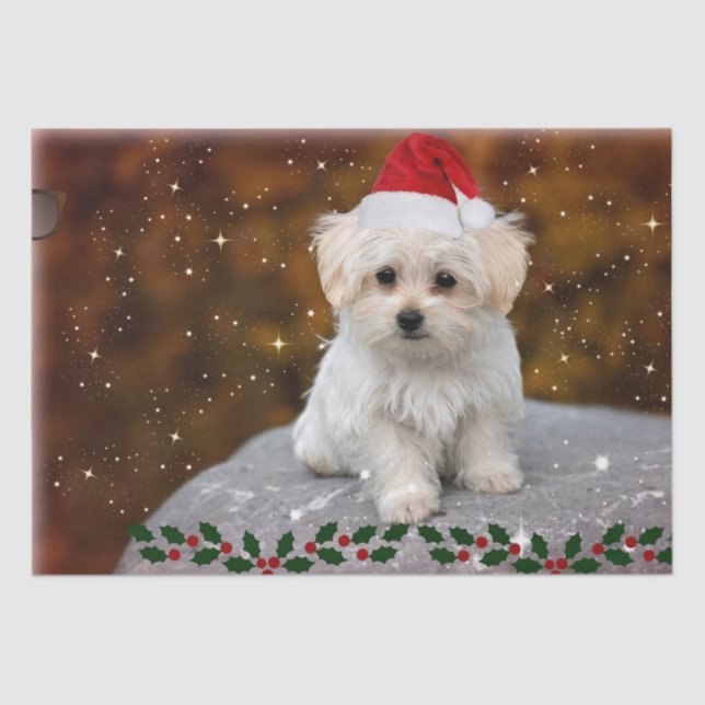 Maltese Puppy Christmas, cute and cuddly Tissue Paper (Front)