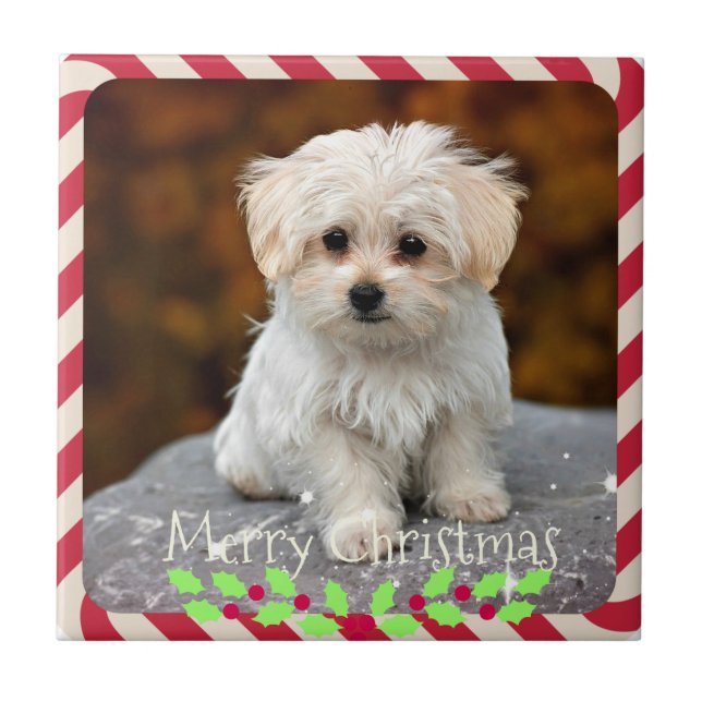 Maltese Puppy...Christmas frame Tile (Front)