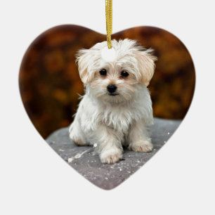 Maltese Puppy, cute and cuddly Ceramic Ornament