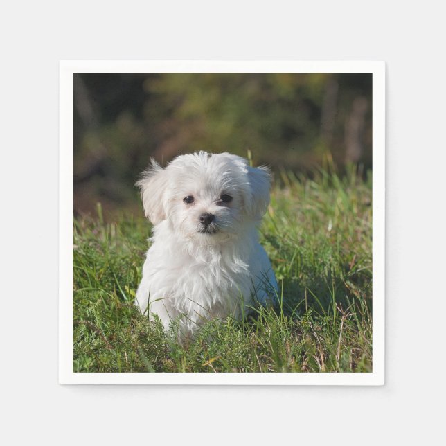 maltese puppy in grass napkin (Front)