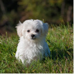 maltese puppy in grass standing photo sculpture<br><div class="desc">m</div>