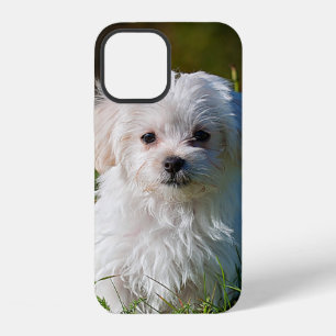 Maltese Puppy in the Grass iPhone 12 Case