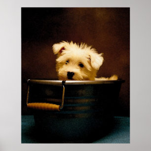 Maltese Puppy in the Washtub Poster