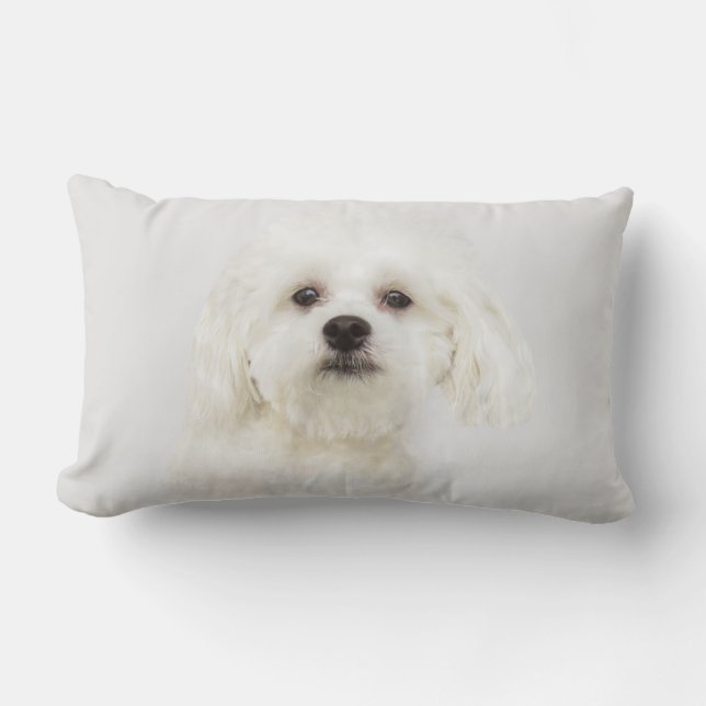 Maltese puppy lumbar pillow (Front)