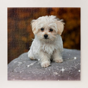 Maltese Puppy, oh so adorable Jigsaw Puzzle