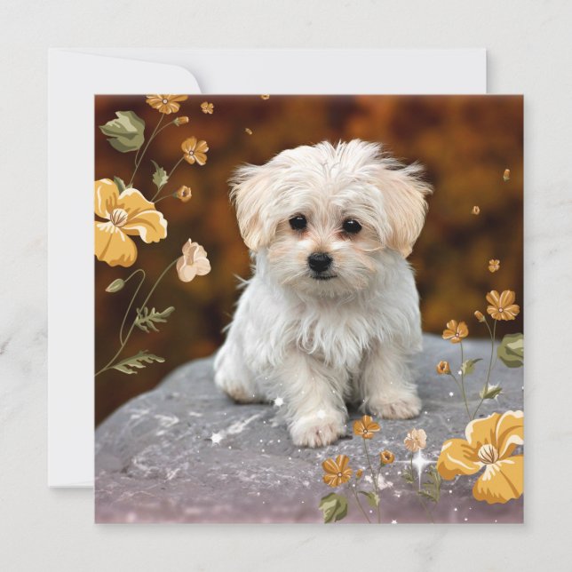Maltese Puppy, oh so cute, (Front)