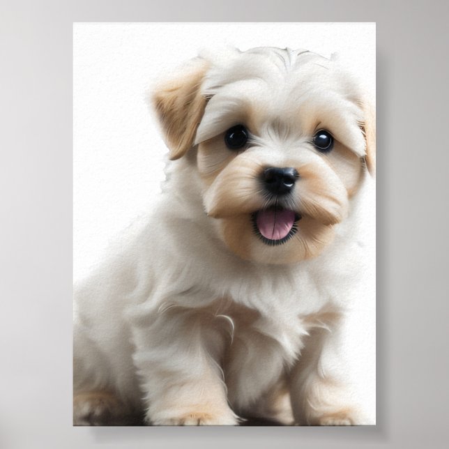 Maltese Puppy Poster (Front)