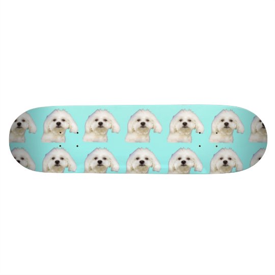 Maltese puppy skateboard