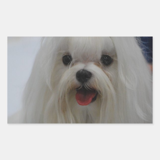 Maltese Puppy Stickers (Front)