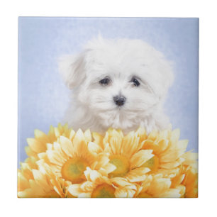 Maltese puppy tile