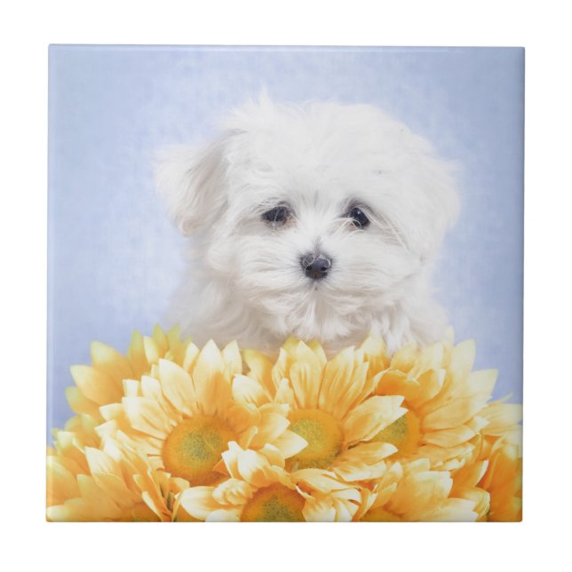 Maltese puppy tile (Front)