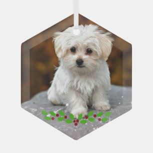 Maltese Puppy with Christmas holly Glass Ornament