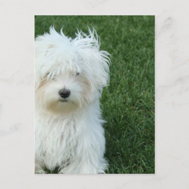 Maltese Rescue Postcard (Front)