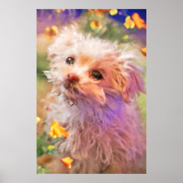 Maltese Rescue Puppy 2 LOOKING THROUGH TEARS Poster (Front)