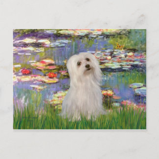 Maltese (SD) - Lilies 2 Postcard