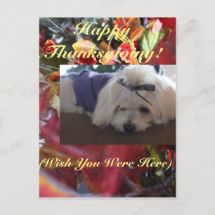 Maltese Seasons Leaves Design Holiday Postcard