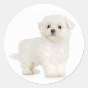 Maltese Sticker