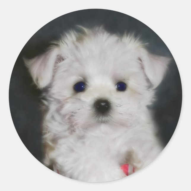 maltese sticker (Front)