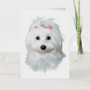 Maltese Sweetness Angel on Paws Foil Greeting Card