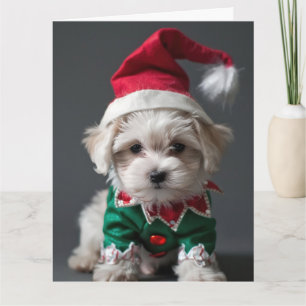 Maltese Terrier Elf Puppy Christmas Card