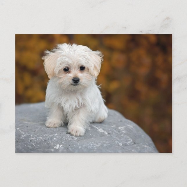 Maltese White Puppy Photo Postcard (Front)