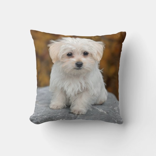 Maltese White Puppy Photo Throw Pillow (Front)