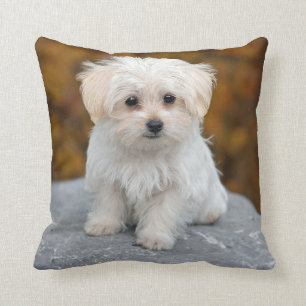 Maltese White Puppy Photo Throw Pillow