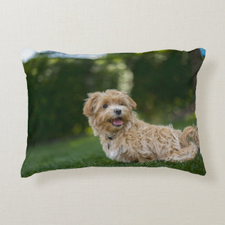 Maltipoo Accent Pillow