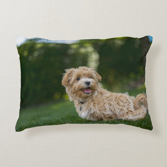 Maltipoo Accent Pillow (Front)