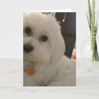 Maltipoo Card