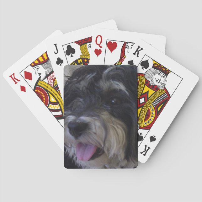 maltipoo pack of cards (Back)