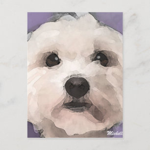 Maltipoo Postcard