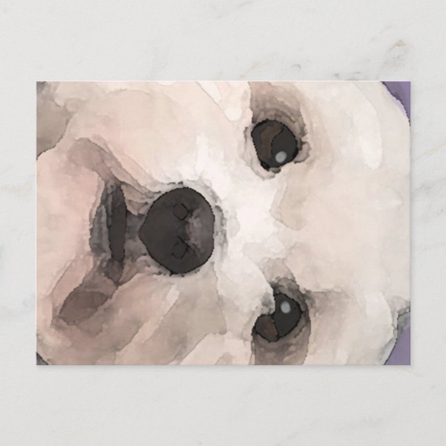 Maltipoo Postcard (Front)