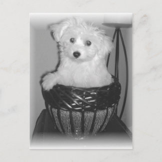 MaltiPoo Products Postcard
