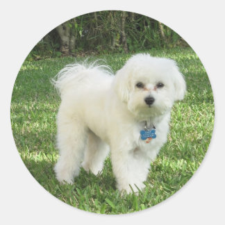 Maltipoo Sticker