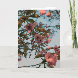 Malus Brandywine Crabapple Blossom Card