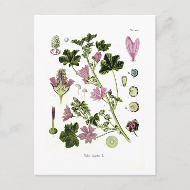 Malva silvestris postcard (Front)