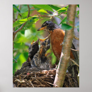 Mama and Baby Robins Poster