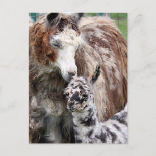 Mama & Baby Llama Kiss Postcard