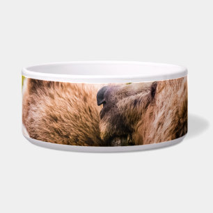 Mama bear nursing her two cubs, Lake Clark Nationa