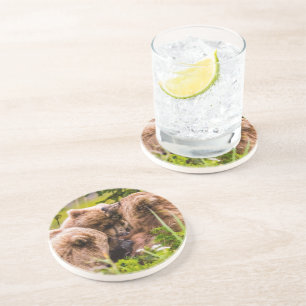 Mama bear nursing her two cubs, Lake Clark Nationa Coaster