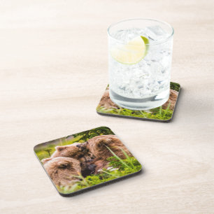 Mama bear nursing her two cubs, Lake Clark Nationa Coaster