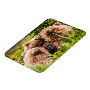 Mama bear nursing her two cubs, Lake Clark Nationa Magnet