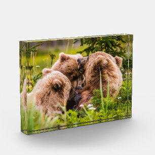 Mama bear nursing her two cubs, Lake Clark Nationa Photo Block