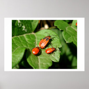 Mama Bug and Baby Bugs Poster